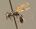  ( - BC ZSM HYM 00705)  @14 [ ] CreativeCommons - Attribution Non-Commercial Share-Alike (2010) Unspecified SNSB, Zoologische Staatssammlung Muenchen