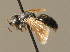  ( - BC ZSM HYM 00706)  @14 [ ] CreativeCommons - Attribution Non-Commercial Share-Alike (2010) Unspecified SNSB, Zoologische Staatssammlung Muenchen
