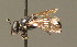  ( - BC ZSM HYM 00710)  @12 [ ] CreativeCommons - Attribution Non-Commercial Share-Alike (2010) Unspecified SNSB, Zoologische Staatssammlung Muenchen