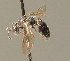  ( - BC ZSM HYM 00715)  @11 [ ] CreativeCommons - Attribution Non-Commercial Share-Alike (2010) Unspecified SNSB, Zoologische Staatssammlung Muenchen