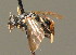  ( - BC ZSM HYM 00738)  @11 [ ] CreativeCommons - Attribution Non-Commercial Share-Alike (2010) Unspecified SNSB, Zoologische Staatssammlung Muenchen