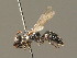  (Hylaeus signatus - BC ZSM HYM 00745)  @14 [ ] CreativeCommons - Attribution Non-Commercial Share-Alike (2010) Unspecified SNSB, Zoologische Staatssammlung Muenchen
