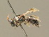  ( - BC ZSM HYM 00747)  @11 [ ] CreativeCommons - Attribution Non-Commercial Share-Alike (2010) Unspecified SNSB, Zoologische Staatssammlung Muenchen