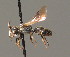  ( - BC ZSM HYM 00751)  @11 [ ] CreativeCommons - Attribution Non-Commercial Share-Alike (2010) Unspecified SNSB, Zoologische Staatssammlung Muenchen