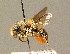  ( - BC ZSM HYM 00857)  @14 [ ] CreativeCommons - Attribution Non-Commercial Share-Alike (2010) Unspecified SNSB, Zoologische Staatssammlung Muenchen