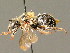  ( - BC ZSM HYM 00860)  @11 [ ] CreativeCommons - Attribution Non-Commercial Share-Alike (2010) Unspecified SNSB, Zoologische Staatssammlung Muenchen