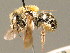  ( - BC ZSM HYM 00861)  @12 [ ] CreativeCommons - Attribution Non-Commercial Share-Alike (2010) Unspecified SNSB, Zoologische Staatssammlung Muenchen