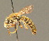  ( - BC ZSM HYM 00876)  @11 [ ] CreativeCommons - Attribution Non-Commercial Share-Alike (2010) Unspecified SNSB, Zoologische Staatssammlung Muenchen