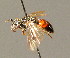  ( - BC ZSM HYM 00882)  @13 [ ] CreativeCommons - Attribution Non-Commercial Share-Alike (2010) Unspecified SNSB, Zoologische Staatssammlung Muenchen