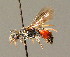  ( - BC ZSM HYM 00885)  @12 [ ] CreativeCommons - Attribution Non-Commercial Share-Alike (2010) Unspecified SNSB, Zoologische Staatssammlung Muenchen