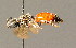  ( - BC ZSM HYM 00889)  @13 [ ] CreativeCommons - Attribution Non-Commercial Share-Alike (2010) Unspecified SNSB, Zoologische Staatssammlung Muenchen