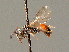  ( - BC ZSM HYM 00892)  @14 [ ] CreativeCommons - Attribution Non-Commercial Share-Alike (2010) Unspecified SNSB, Zoologische Staatssammlung Muenchen
