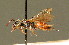  ( - BC ZSM HYM 00901)  @14 [ ] CreativeCommons - Attribution Non-Commercial Share-Alike (2010) Unspecified SNSB, Zoologische Staatssammlung Muenchen