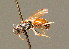  ( - BC ZSM HYM 00902)  @11 [ ] CreativeCommons - Attribution Non-Commercial Share-Alike (2010) Unspecified SNSB, Zoologische Staatssammlung Muenchen
