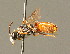  ( - BC ZSM HYM 00903)  @11 [ ] CreativeCommons - Attribution Non-Commercial Share-Alike (2010) Unspecified SNSB, Zoologische Staatssammlung Muenchen
