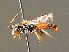  ( - BC ZSM HYM 00909)  @14 [ ] CreativeCommons - Attribution Non-Commercial Share-Alike (2010) Unspecified SNSB, Zoologische Staatssammlung Muenchen
