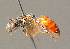  ( - BC ZSM HYM 00910)  @12 [ ] CreativeCommons - Attribution Non-Commercial Share-Alike (2010) Unspecified SNSB, Zoologische Staatssammlung Muenchen