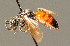  ( - BC ZSM HYM 00911)  @13 [ ] CreativeCommons - Attribution Non-Commercial Share-Alike (2010) Unspecified SNSB, Zoologische Staatssammlung Muenchen