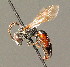  ( - BC ZSM HYM 00912)  @13 [ ] CreativeCommons - Attribution Non-Commercial Share-Alike (2010) Unspecified SNSB, Zoologische Staatssammlung Muenchen