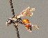  ( - BC ZSM HYM 00918)  @11 [ ] CreativeCommons - Attribution Non-Commercial Share-Alike (2010) Unspecified SNSB, Zoologische Staatssammlung Muenchen