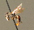  ( - BC ZSM HYM 00919)  @11 [ ] CreativeCommons - Attribution Non-Commercial Share-Alike (2010) Unspecified SNSB, Zoologische Staatssammlung Muenchen