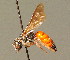  ( - BC ZSM HYM 00922)  @11 [ ] CreativeCommons - Attribution Non-Commercial Share-Alike (2010) Unspecified SNSB, Zoologische Staatssammlung Muenchen