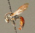  ( - BC ZSM HYM 00923)  @11 [ ] CreativeCommons - Attribution Non-Commercial Share-Alike (2010) Unspecified SNSB, Zoologische Staatssammlung Muenchen