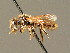  ( - BC ZSM HYM 00926)  @11 [ ] CreativeCommons - Attribution Non-Commercial Share-Alike (2010) Unspecified SNSB, Zoologische Staatssammlung Muenchen