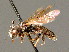  ( - BC ZSM HYM 00927)  @11 [ ] CreativeCommons - Attribution Non-Commercial Share-Alike (2010) Unspecified SNSB, Zoologische Staatssammlung Muenchen