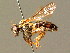  ( - BC ZSM HYM 00938)  @13 [ ] CreativeCommons - Attribution Non-Commercial Share-Alike (2010) Unspecified SNSB, Zoologische Staatssammlung Muenchen