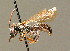  ( - BC ZSM HYM 00939)  @13 [ ] CreativeCommons - Attribution Non-Commercial Share-Alike (2010) Unspecified SNSB, Zoologische Staatssammlung Muenchen