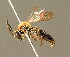  ( - BC ZSM HYM 00940)  @14 [ ] CreativeCommons - Attribution Non-Commercial Share-Alike (2010) Unspecified SNSB, Zoologische Staatssammlung Muenchen