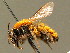  ( - BC ZSM HYM 00945)  @14 [ ] CreativeCommons - Attribution Non-Commercial Share-Alike (2010) Unspecified SNSB, Zoologische Staatssammlung Muenchen