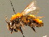  ( - BC ZSM HYM 00946)  @12 [ ] CreativeCommons - Attribution Non-Commercial Share-Alike (2010) Unspecified SNSB, Zoologische Staatssammlung Muenchen
