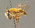  ( - BC ZSM HYM 00948)  @14 [ ] CreativeCommons - Attribution Non-Commercial Share-Alike (2010) Unspecified SNSB, Zoologische Staatssammlung Muenchen