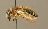 ( - BC ZSM HYM 00017)  @13 [ ] CreativeCommons - Attribution Non-Commercial Share-Alike (2010) Unspecified SNSB, Zoologische Staatssammlung Muenchen