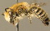 ( - BC ZSM HYM 00041)  @14 [ ] CreativeCommons - Attribution Non-Commercial Share-Alike (2010) Unspecified SNSB, Zoologische Staatssammlung Muenchen