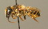  ( - BC ZSM HYM 00088)  @13 [ ] CreativeCommons - Attribution Non-Commercial Share-Alike (2010) Unspecified SNSB, Zoologische Staatssammlung Muenchen