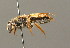  ( - BC ZSM HYM 00203)  @11 [ ] CreativeCommons - Attribution Non-Commercial Share-Alike (2010) Unspecified SNSB, Zoologische Staatssammlung Muenchen