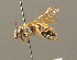  ( - BC ZSM HYM 00204)  @11 [ ] CreativeCommons - Attribution Non-Commercial Share-Alike (2010) Unspecified SNSB, Zoologische Staatssammlung Muenchen