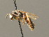  ( - BC ZSM HYM 00206)  @11 [ ] CreativeCommons - Attribution Non-Commercial Share-Alike (2010) Unspecified SNSB, Zoologische Staatssammlung Muenchen