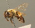  (Andrena nigroaenea - BC ZSM HYM 00249)  @13 [ ] CreativeCommons - Attribution Non-Commercial Share-Alike (2010) Unspecified SNSB, Zoologische Staatssammlung Muenchen