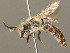  ( - BC ZSM HYM 00276)  @14 [ ] CreativeCommons - Attribution Non-Commercial Share-Alike (2010) Unspecified SNSB, Zoologische Staatssammlung Muenchen