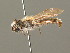  ( - BC ZSM HYM 00277)  @13 [ ] CreativeCommons - Attribution Non-Commercial Share-Alike (2010) Unspecified SNSB, Zoologische Staatssammlung Muenchen