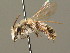  ( - BC ZSM HYM 00278)  @14 [ ] CreativeCommons - Attribution Non-Commercial Share-Alike (2010) Unspecified SNSB, Zoologische Staatssammlung Muenchen