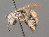  ( - BC ZSM HYM 00282)  @13 [ ] CreativeCommons - Attribution Non-Commercial Share-Alike (2010) Unspecified SNSB, Zoologische Staatssammlung Muenchen