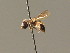  ( - BC ZSM HYM 00970)  @11 [ ] CreativeCommons - Attribution Non-Commercial Share-Alike (2010) Unspecified SNSB, Zoologische Staatssammlung Muenchen