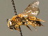  ( - BC ZSM HYM 00973)  @13 [ ] CreativeCommons - Attribution Non-Commercial Share-Alike (2010) Unspecified SNSB, Zoologische Staatssammlung Muenchen