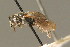  ( - BC ZSM HYM 00991)  @13 [ ] CreativeCommons - Attribution Non-Commercial Share-Alike (2010) Unspecified SNSB, Zoologische Staatssammlung Muenchen