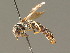  (Lasioglossum malachurum - BC ZSM HYM 00997)  @14 [ ] CreativeCommons - Attribution Non-Commercial Share-Alike (2010) Unspecified SNSB, Zoologische Staatssammlung Muenchen